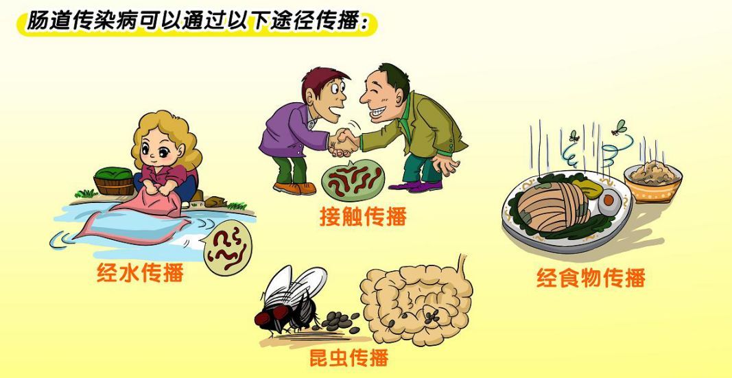 節(jié)日飲食衛(wèi)生指南 預防腸道傳染病